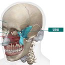 리샘한의원 | 한쪽 눈이 올라간 얼굴, 눈썹 비대칭, 눈매 교정 방법과 후기 [일산 리샘한의원 안면비대칭]