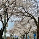 왕숙천 자전거도로3 | [남양주시 진접읍] 벚꽃막차 당장 따라오쇼!! 왕숙천 자전거 도로 벚꽃로오드 ~~~ 🚲🌸