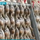 영광굴비 네이버블로그