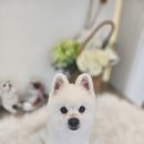 황제 펫 이미지