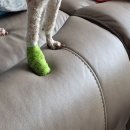 진영조은동물병원 네이버블로그