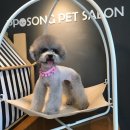 뽀송 펫 살롱 이미지