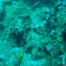 필리핀 16일~17일 민도르 사방비치 불루워터 베르데섬 산아가피토 다이빙 투어 이미지
