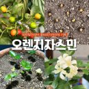 자라는 씨앗-기다림 | [공지] 오렌지자스민 열매수확 씨앗발아 꽃피우기까지 5개월간의 기록