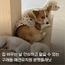 한서데이케어센터 | 김포 애견유치원 본펫플래닛 반려견 케어센터 데이케어 후기