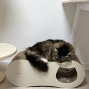 봉구비어성남단대점 | 고양이 쿨매트 직접 만들어봤어요! 여름 장마철 우울할때 캣닢파티 현실 DIY