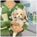 오독안심분양센터 강아지분양 고양이분양 인천점 이미지