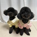 봉쥬르 | 수유동 애견미용 봉쥬르살롱 첫방문 후기