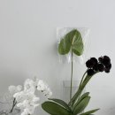 산업단지8길(풍산읍) | 941스튜디오 | 꽃 생화 정기구독 1회차 동탄 테크노밸리 도시첨단 산업단지 꽃배달