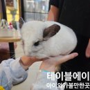 에이.비.지 | 비오는 날, 아이와 가기 좋은 실내 동물원 &#39;테이블에이 파주점&#39; 다녀온 후기