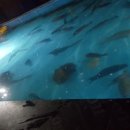 안양바다낚시터 이미지