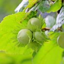 개암농장 이미지