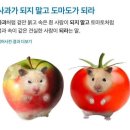 도마도 네이버블로그