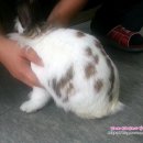 장우진동물병원 네이버블로그