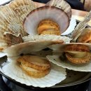 꽃가리비 이미지