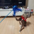 야옹아 놀자 이미지