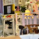 해피앤댕 | 반려견 컨셉 스튜디오 청주 해피앤댕필름에서 스냅사진 찍고온 내돈내산 후기📸