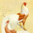 피닉스 이미지