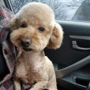 강남펫살롱 이미지