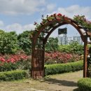 장자호수공원 장미터널 이미지