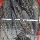 민물건강원 이미지