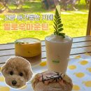옐로우힐링협동조합 | 고양 애견동반 카페 옐로우마운틴, 넓은 잔디에서 강아지와 힐링