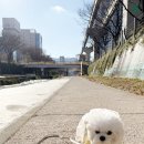 꼬모댕 프라이빗 애견호텔 | 대구애견호텔 후기 수성구 프라이빗룸 호텔 타임24 예민한 꽃순이 재방문 이야기🤍