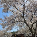 작천정달빛야영장 | 울주군시설관리공단 서포터즈 간담회 후기｜작천정 달빛야영장에서 소풍 감성 제대로