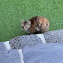 거북만 펜션 | 대부도 키즈 펜션 | 메리키즈풀빌라 독채 다올키즈풀 추천 대만족 후기