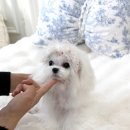 디바인퍼피 이미지