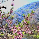 산복숭아꽃 이미지
