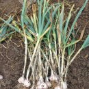 단양유기농원 이미지