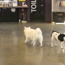 애견호텔1번가 이미지