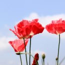 양귀비 - 군산시 중앙로 80-14 | 양귀비