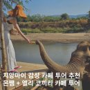 치앙마이 몬쨈투어 코끼리카페 일일투어 추천 조이너스타이 할인방법
