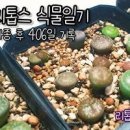 리톱스 키우기 씨앗 파종부터 탈피까지 다육이 관리 기준 총정리 이미지