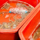 하남오징어물회 이미지