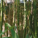 코모레비
