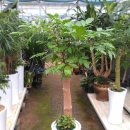 행복나무 이미지