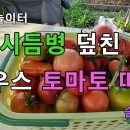 토마토 시듬병 ~ 청고병? 이미지