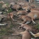 천둥축산 이미지