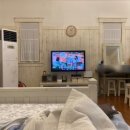 아라뜰데이지 이미지