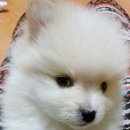 뽀시래기 이미지