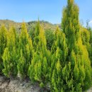 키다리농장 이미지