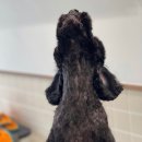 바나나 반려견 미용실 이미지