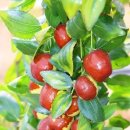 대추나무 이미지