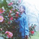 까멜리아 이미지