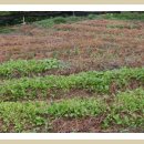 단지농장 이미지