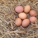 기수농장 이미지