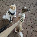 염창삼성하나로(아) | 삼성 비스포크 AI 콤보 WD90F25CHB 1개월 실사용 후기